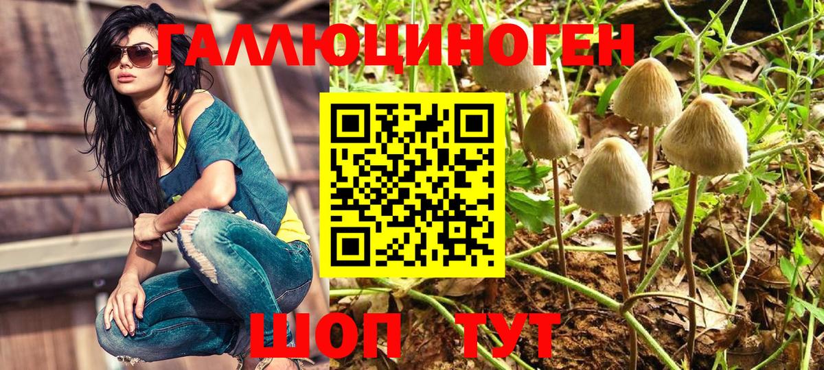 как найти   Псилоцибиновые грибы Psilocybe  Вход с VPN  Нефтекамск 